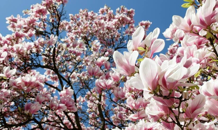 Magnolie na Pomorzu — jak dobrać odmianę, stanowisko i termin sadzenia do chłodnej wiosny