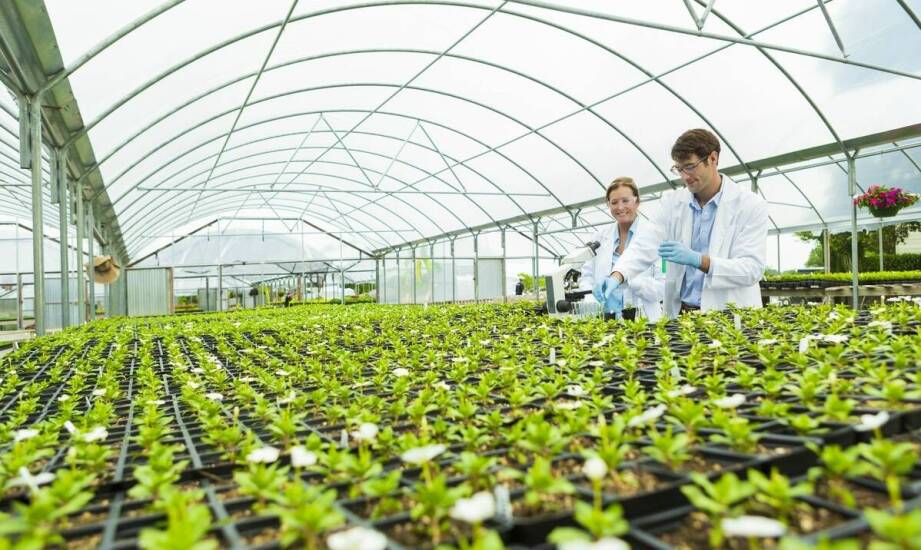 Od siewu do kontroli fitosanitarnej — jak powstają sadzonki drzew ozdobnych