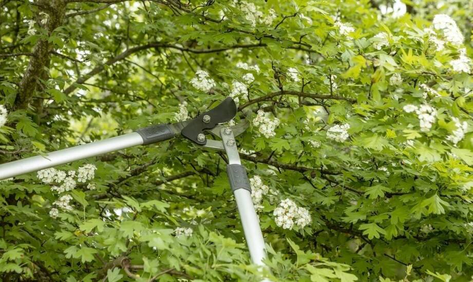 Jak kalina angielska znosi śląskie mrozy, gliniastą glebę i cięcie po kwitnieniu