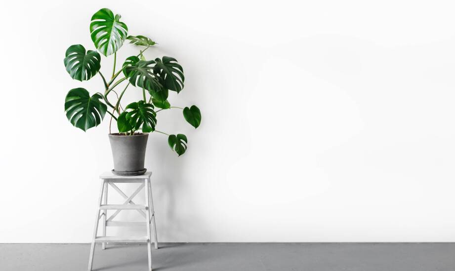 Pnąca monstera z chropowatymi liśćmi — jak rozpoznać ją i utrzymać zimą