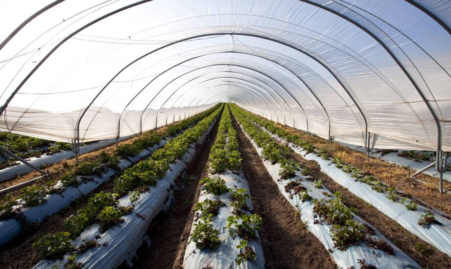 Dlaczego folia rozpraszająca światło pomaga utrzymać równomierne warunki w tunelu