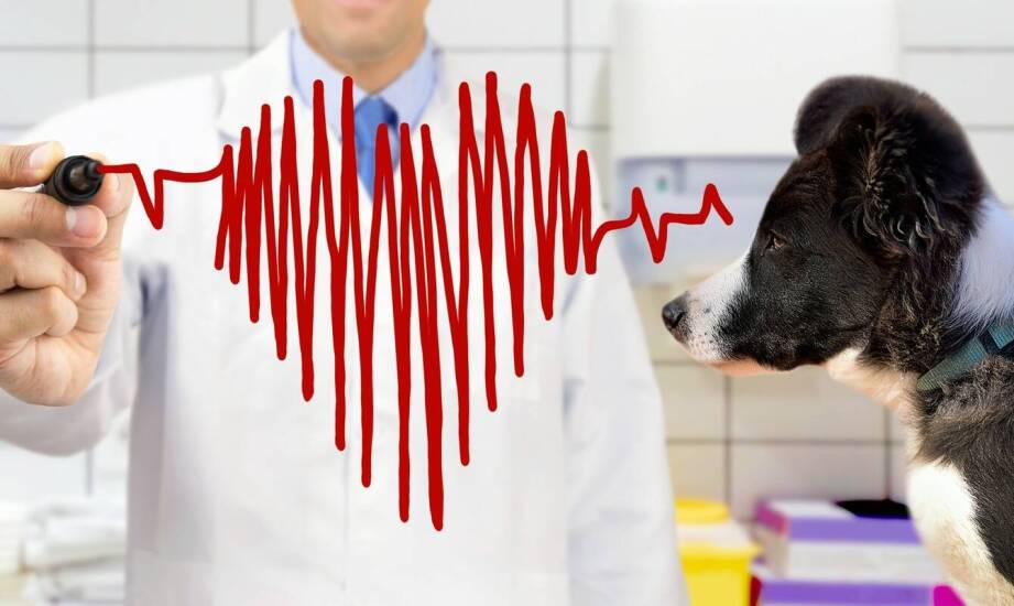 Jak zapis EKG ujawnia arytmie u psa i kota oraz czego nie pokazuje?
