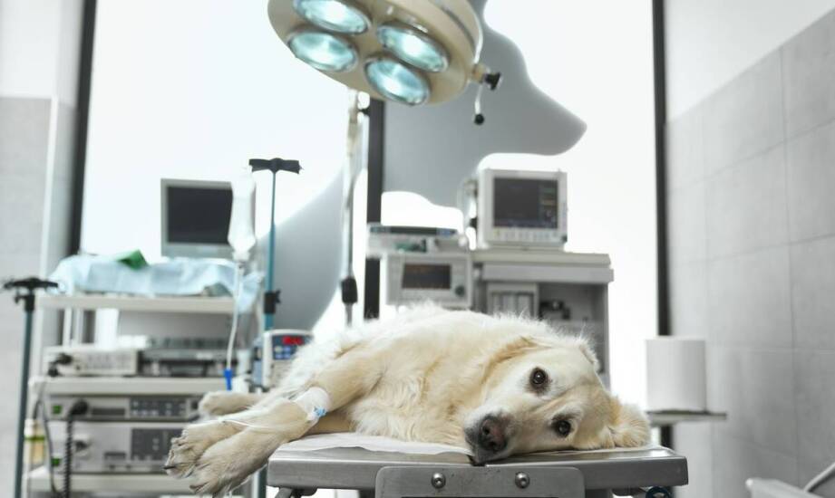 Kiedy pies lub kot potrzebuje lecznicy z chirurgią, diagnostyką i całodobową pomocą w Szczecinie