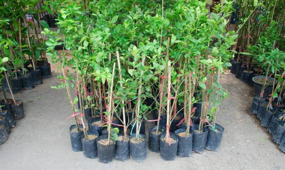 Dlaczego podobne magnolie kosztują różnie — odmiana, rozmiar i jakość sadzonki