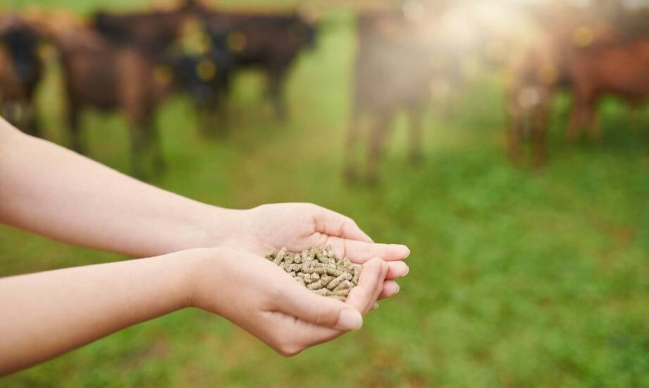 Jak probiotyki wspierają równowagę jelitową zwierząt gospodarskich po zmianie żywienia i stresie