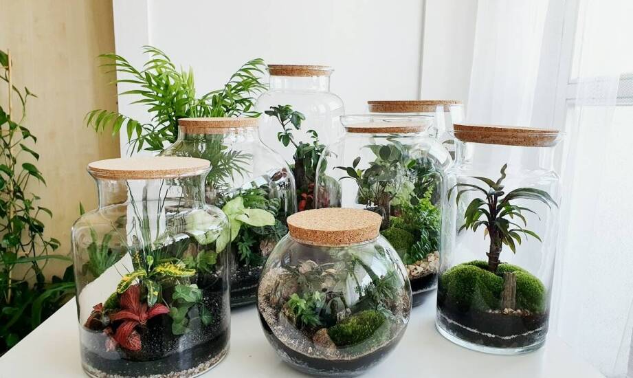 Od czego naprawdę zależy koszt zakupu terrarium i wyposażenia startowego