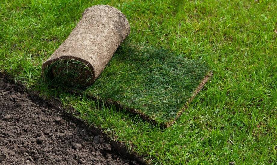 Co decyduje o trwałości darni z rolki po ułożeniu i pierwszym sezonie