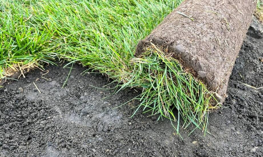 Jak ocenić darń z rolki pod kątem gleby, pogody i miejsca montażu na Opolszczyźnie