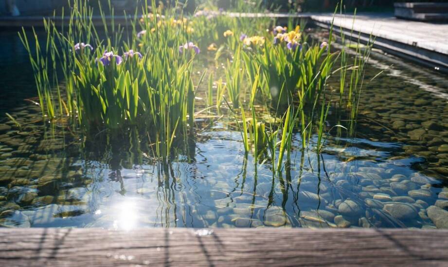 Dlaczego naturalna filtracja utrzymuje wodę czystą w biobasenie przez cały sezon