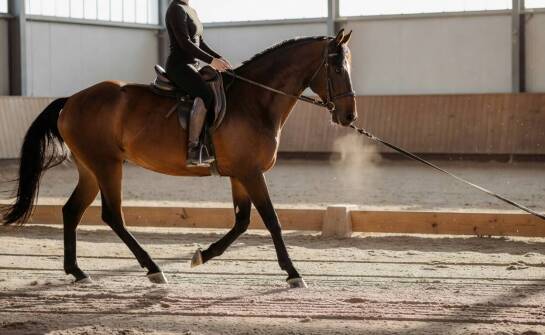 Dlaczego praca na lonży pomaga dorosłym wracającym do jazdy odbudować stabilny dosiad