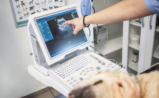 Kiedy USG i RTG pomagają znaleźć przyczynę objawów u psa lub kota