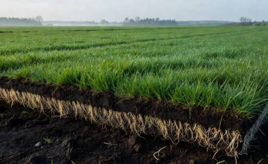 Jak technologia produkcji gotowej darni wpływa na trwałość trawnika po ułożeniu