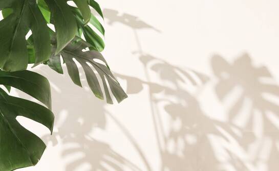 Kiedy Monstera karstenianum i Philodendron spiritus sancti mogą rosnąć w tych samych warunkach, a kiedy trzeba je rozdzielić
