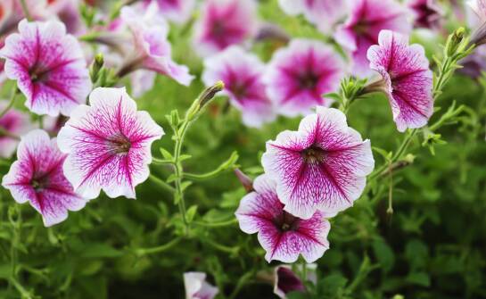 Jak zestawić pelargonię rabatową, surfinię, supertunię i trawy ozdobne w balkonowych skrzynkach i donicach bez utraty proporcji