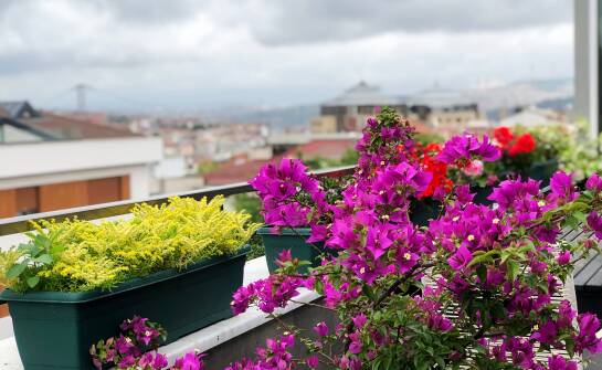 Jak ocenić balkon w Warszawie przed wyborem pelargonii, surfinii i ziół