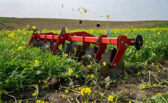 Jak proporcje gatunków w poplonie wpływają na termin siewu traw pastewnych