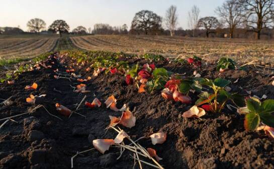 Jak zmianowanie z warzywami cebulowymi wpływa na żyzność gleby w mieszanych plantacjach truskawek