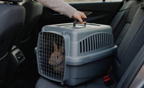 Dlaczego terrarium nie zastępuje transportera podczas przewozu królika
