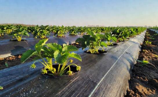 Jak gramatura 100 g/m² wpływa na pracę agrotkaniny w ogrodzie i na małej plantacji