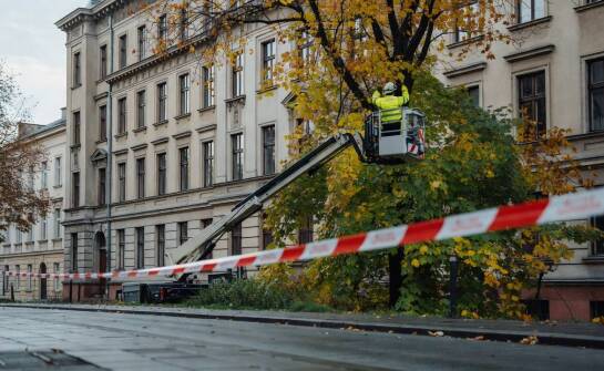 Jak wycinka drzewa przy chodniku zmienia organizację pracy z podnośnika