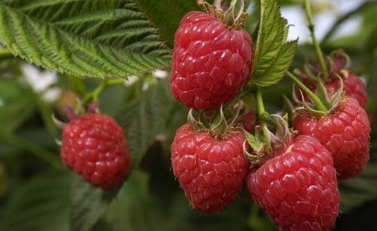 Poradnik dla plantatorów: jak wybrać najlepsze odmiany malin letnich?