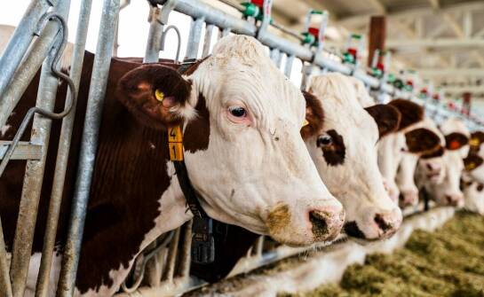 Jak kolczykownice dla bydła wpływają na efektywność zarządzania farmą?