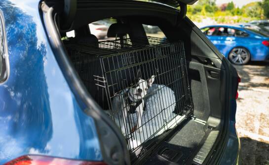 Transporter dla psa do bagażnika – na co zwrócić uwagę przy wyborze?
