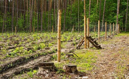Jak minimalizować negatywne skutki wycinki drzew pod inwestycję?