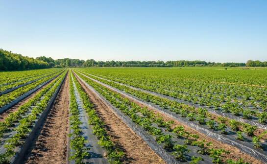 Jakie są kluczowe cechy zbiorników na biopaliwa?