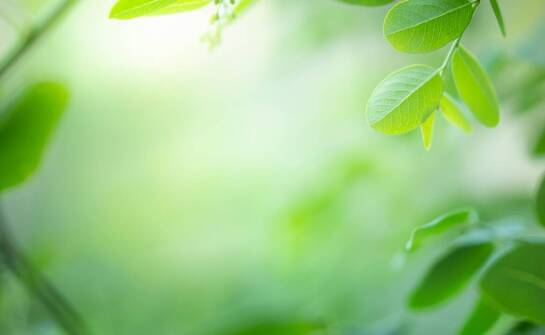 Annona muricata a wsparcie układu odpornościowego