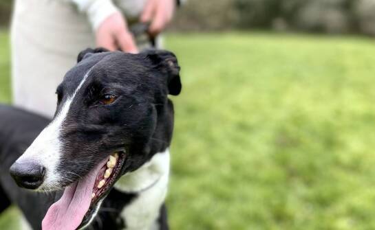 Kluczowe aspekty wychowania whippet chart angielski w rodzinie