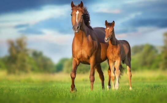 Jak dobrać odpowiedni pastuch elektryczny do specyfiki hodowli koni?