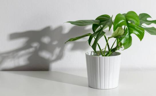 Jak spathiphyllum sensation variegata współgra z innymi roślinami w domowej dżungli?