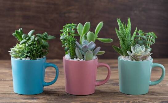 Jakie są zalety stosowania lamp ceramicznych w ogrzewaniu terrarium?