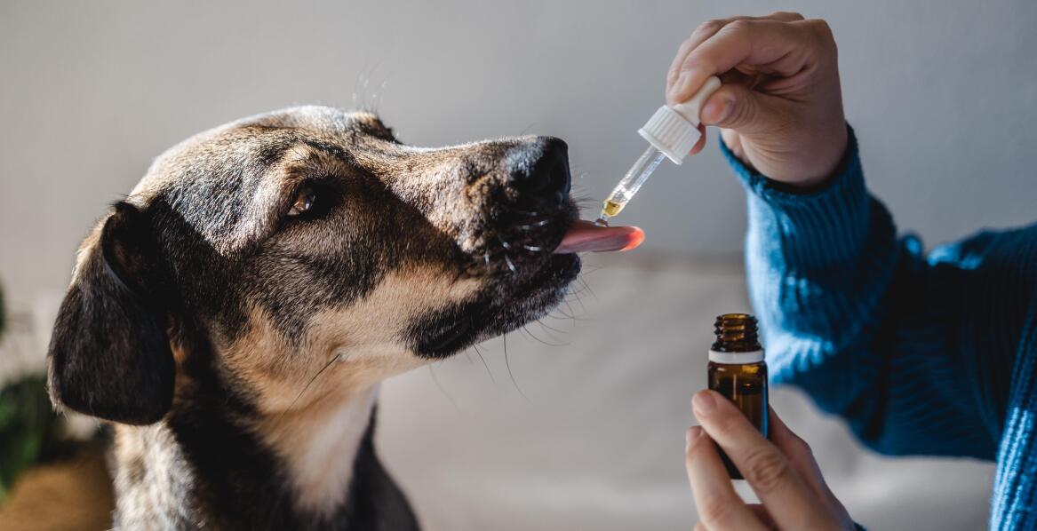 Jak wykorzystać Oralade w zarządzaniu dietą zwierząt domowych?