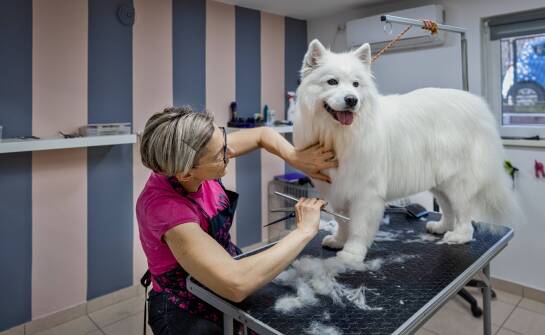 Jak wybierać najlepsze usługi groomerskie dla różnych ras psów?