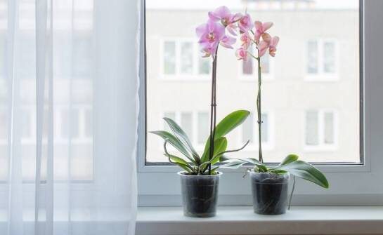 Jakie dekoracje florystyczne najlepiej podkreślą charakter Twojego wnętrza?