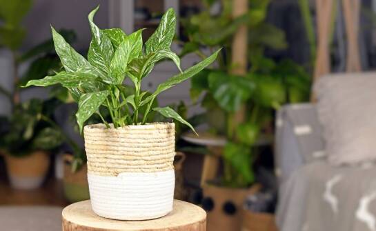 Jak aglaonema crete flame wprowadza egzotykę i elegancję do Twojego domu?