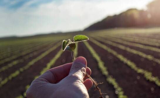 Jak zmieniające się warunki klimatyczne wpływają na produkcję pasz?