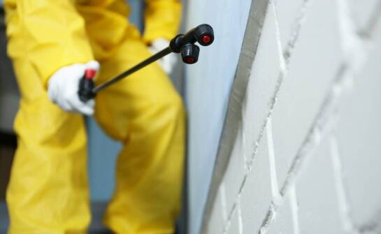 Jakie środki chemiczne są najskuteczniejsze w eliminacji latających robaków podobnych do karaluchów?