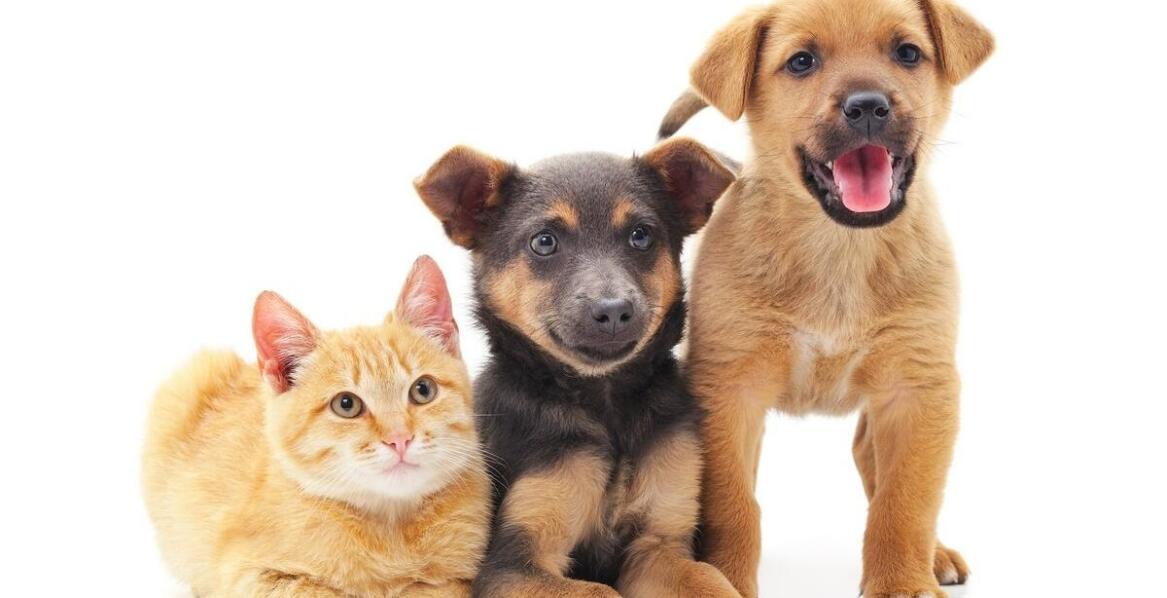 Czipowanie a adopcja zwierząt - co warto wiedzieć?