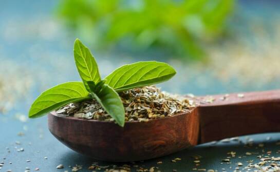 Lipa w medycynie naturalnej – jakie ma znaczenie?