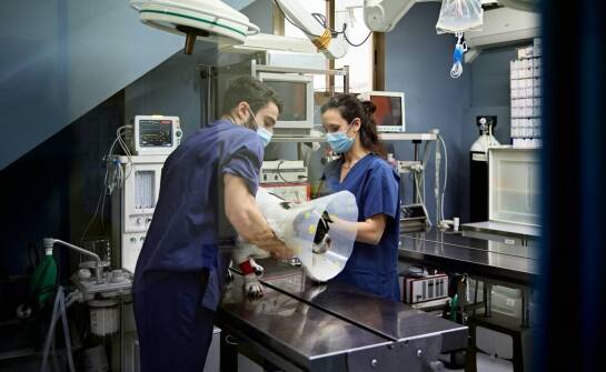 Znaczenie anestezjologii w bezpiecznym przeprowadzaniu zabiegów weterynaryjnych