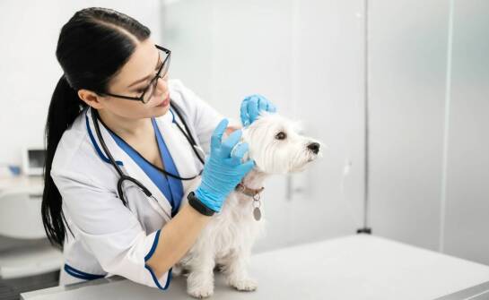 Jakie są zalety korzystania z usług weterynaryjnych w zakresie dermatologii?
