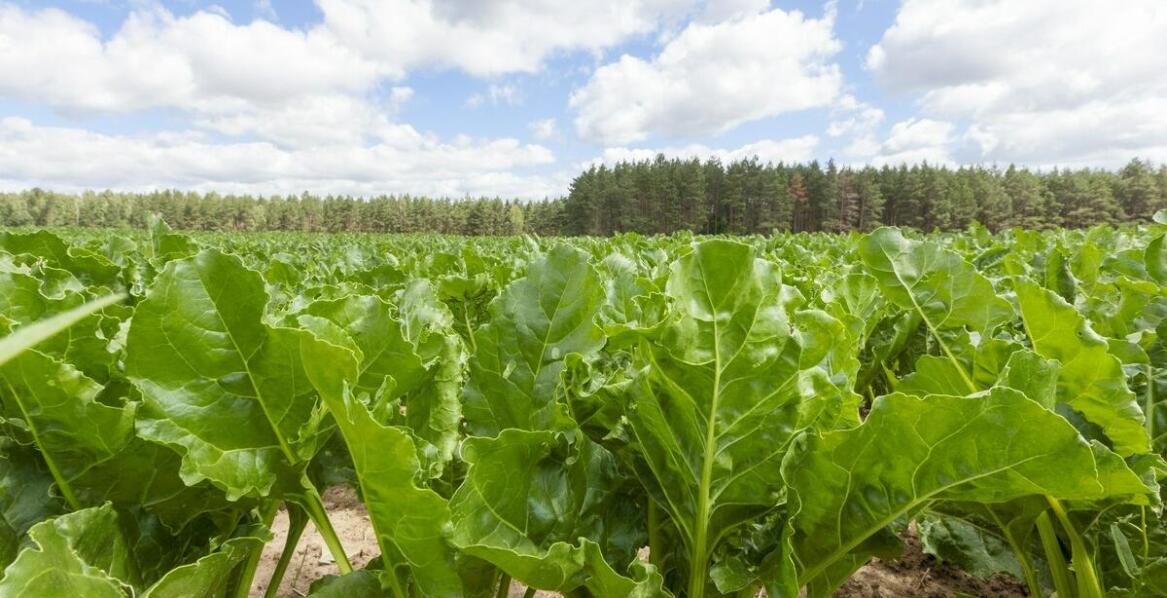 Rola ekologicznych upraw w produkcji ogórków małosolnych