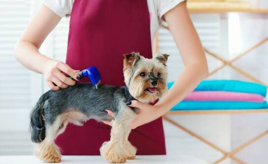 Strzyżenie psów w Poznaniu: jak groomer dba o bezpieczeństwo i komfort pupila?