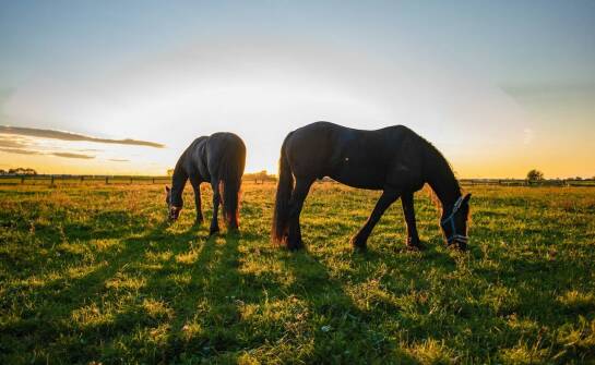Sklep equine: jak pasze wpływają na zdrowie układu trawiennego koni?