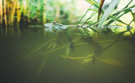Znaczenie oczek wodnych dla ekosystemu ogrodu