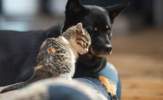 Jak rozmawiać z dziećmi o uśpieniu psa i co im wyjaśnić?