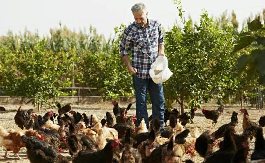 Wybór karm dla gołębi: na co zwrócić uwagę, by zapewnić im zdrową dietę?